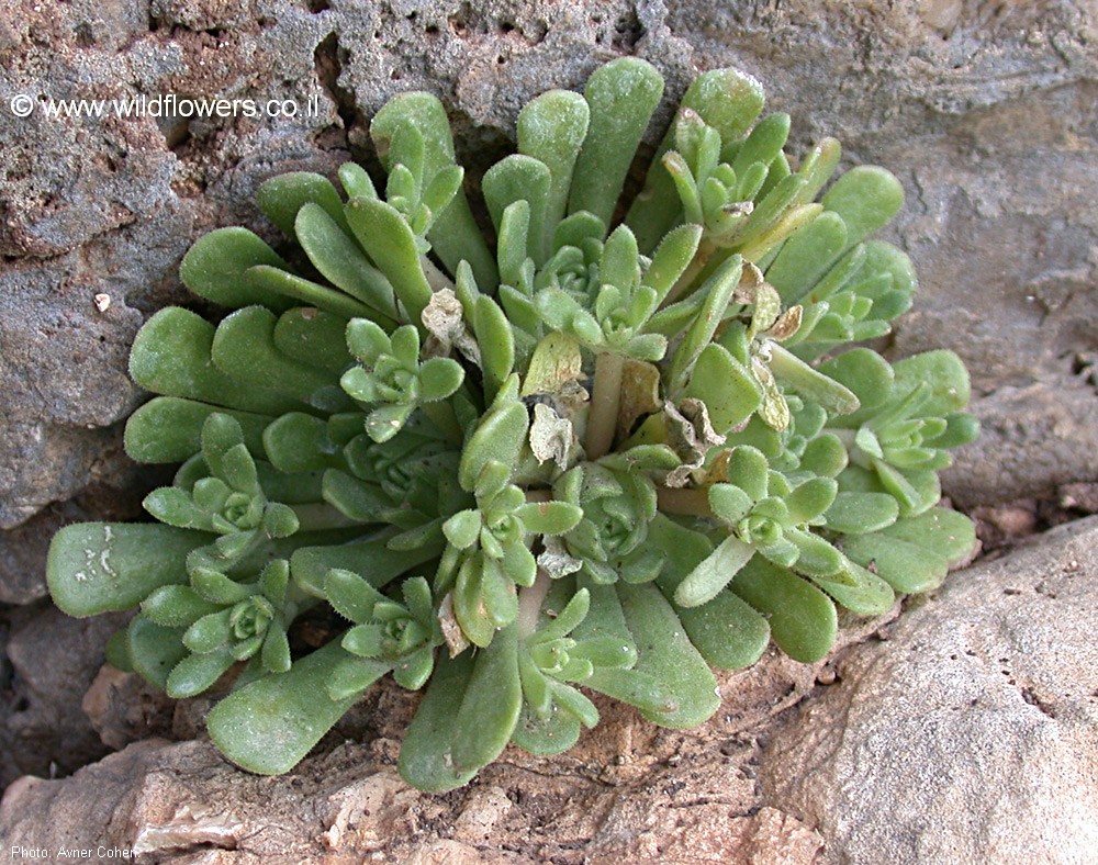 Rosularia lineata